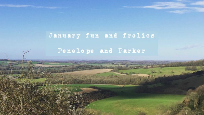 January fun and frolics