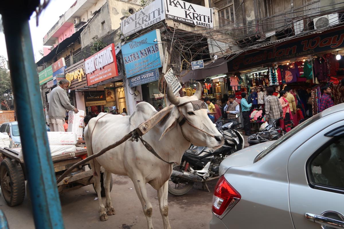 One day in Delhi - Travel with Penelope and Parker