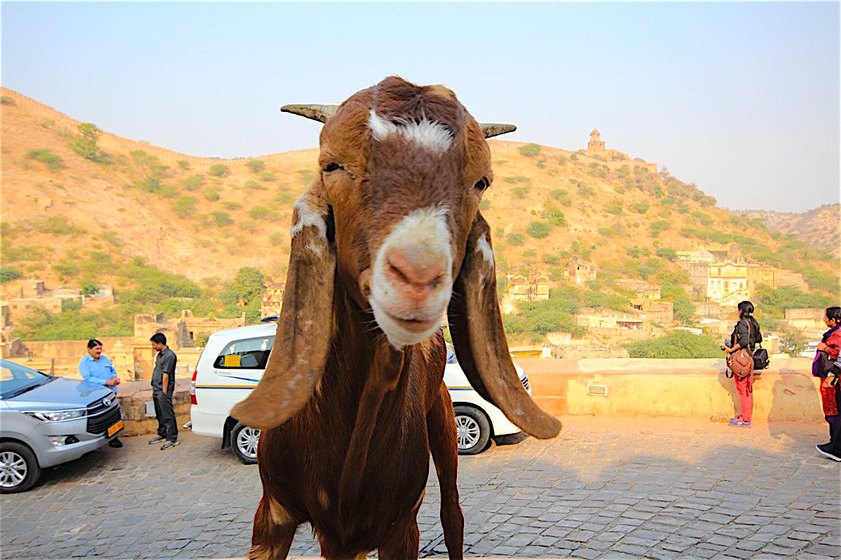 Two days in Jaipur - Travel with Penelope and Parker