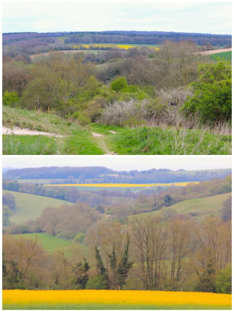 Spring walk: South Downs lambs and bluebells - Travel with Penelope & Parker