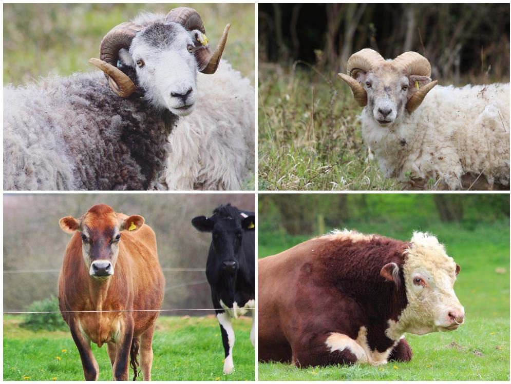 Spring walk: South Downs lambs and bluebells - Travel with Penelope & Parker