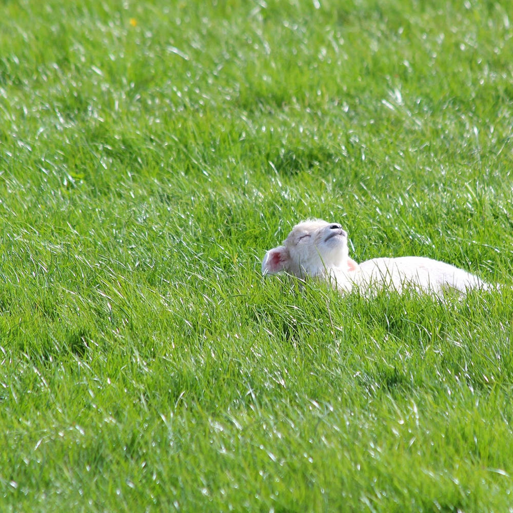 Spring walk: South Downs lambs and bluebells - Travel with Penelope & Parker