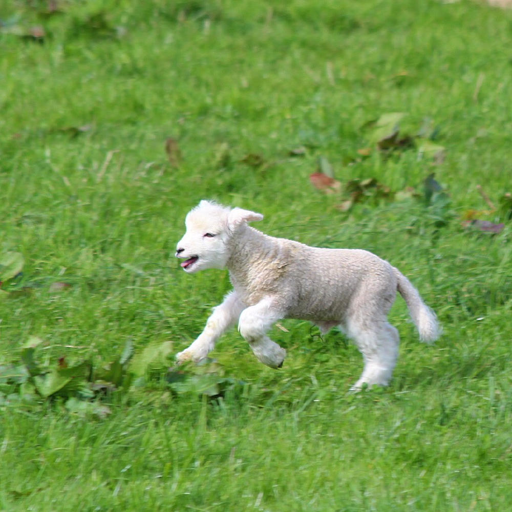 Spring walk: South Downs lambs and bluebells