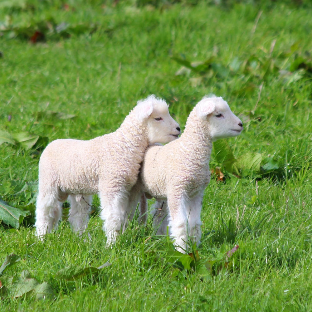 Spring walk: South Downs lambs and bluebells - Travel with Penelope & Parker