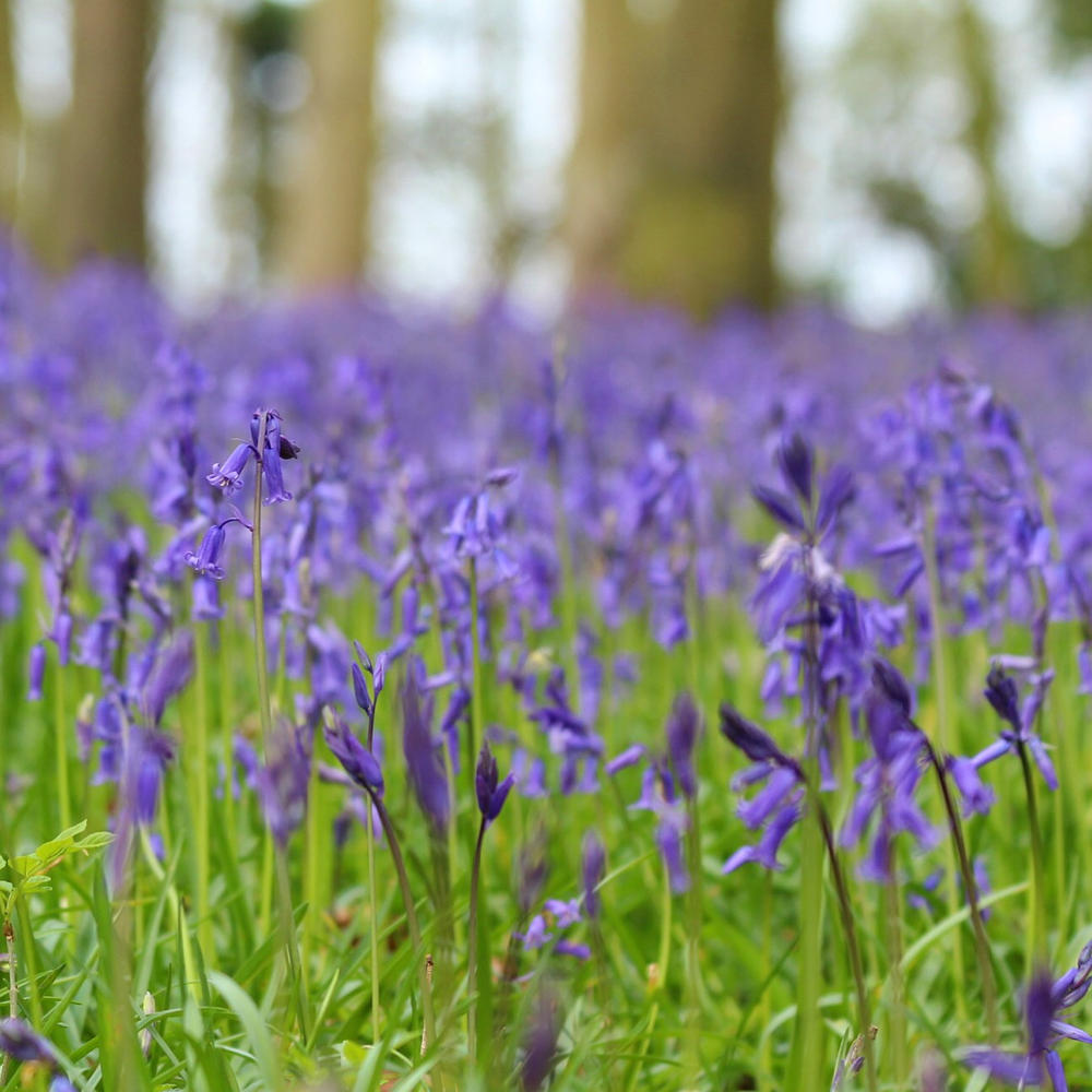 Spring walk: South Downs lambs and bluebells - Travel with Penelope & Parker