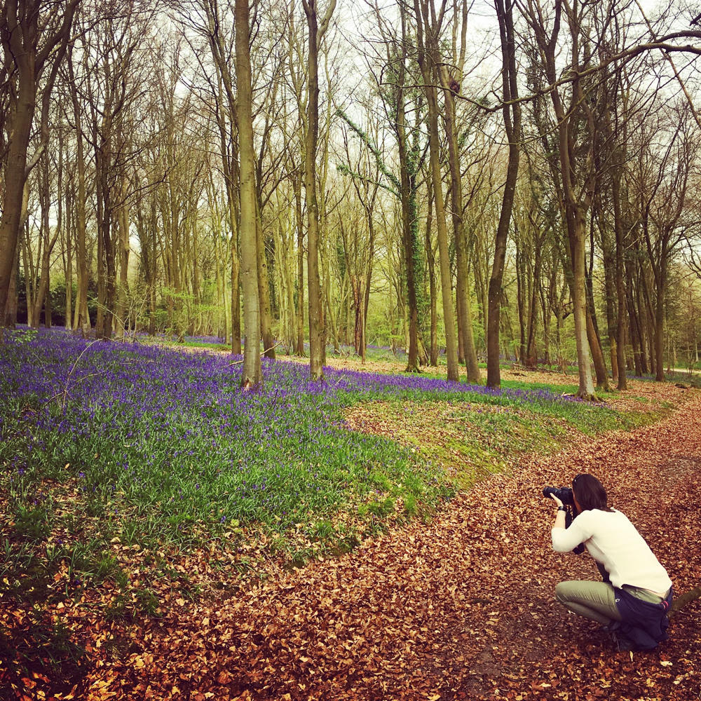 Spring walk: South Downs lambs and bluebells - Travel with Penelope & Parker