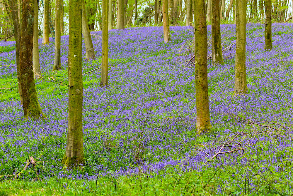 Spring walk: South Downs lambs and bluebells - Travel with Penelope & Parker