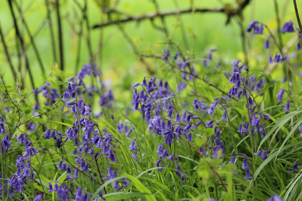 Spring walk: South Downs lambs and bluebells - Travel with Penelope & Parker