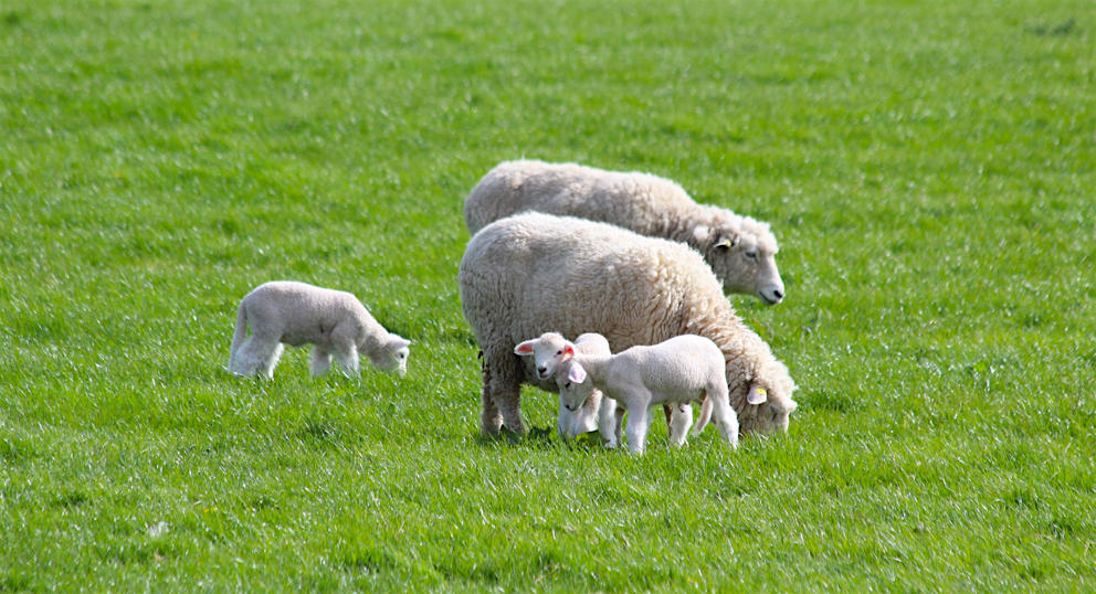 Spring walk: South Downs lambs and bluebells - Travel with Penelope & Parker