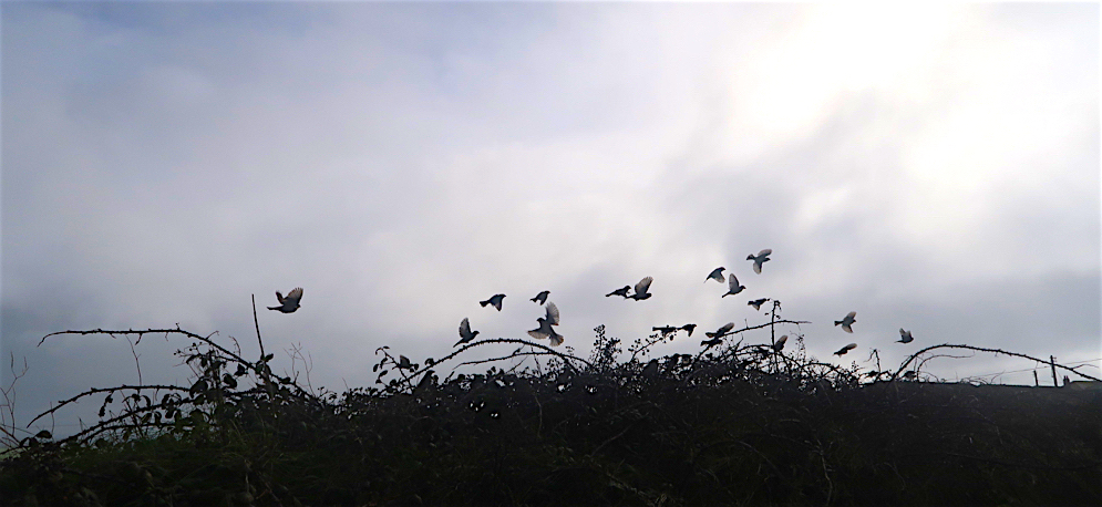 Cornish walks: Porthgwarra to Nanjizal - Travel with Penelope & Parker