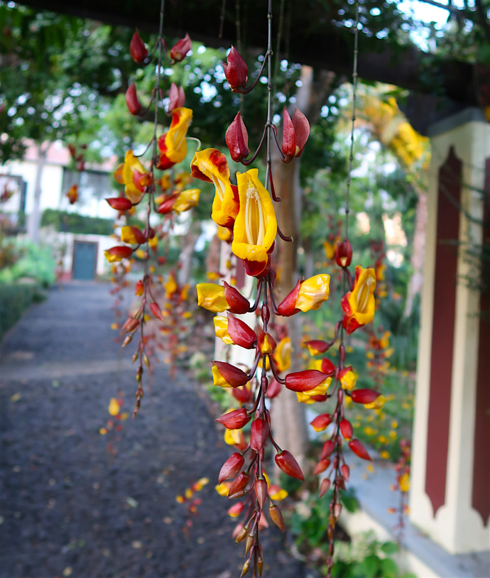 A botanical garden stay at Quinta Jardins do Lago in Madeira - Travel with Penelope & Parker