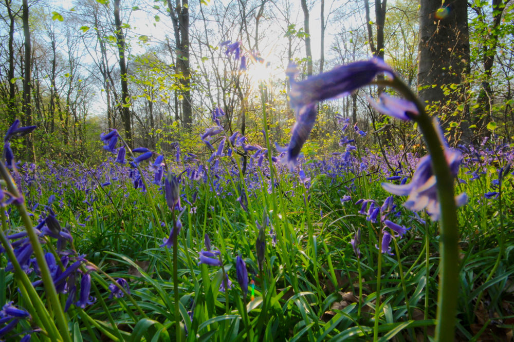 Hampshire Bluebells - Travel with Penelope & Parker