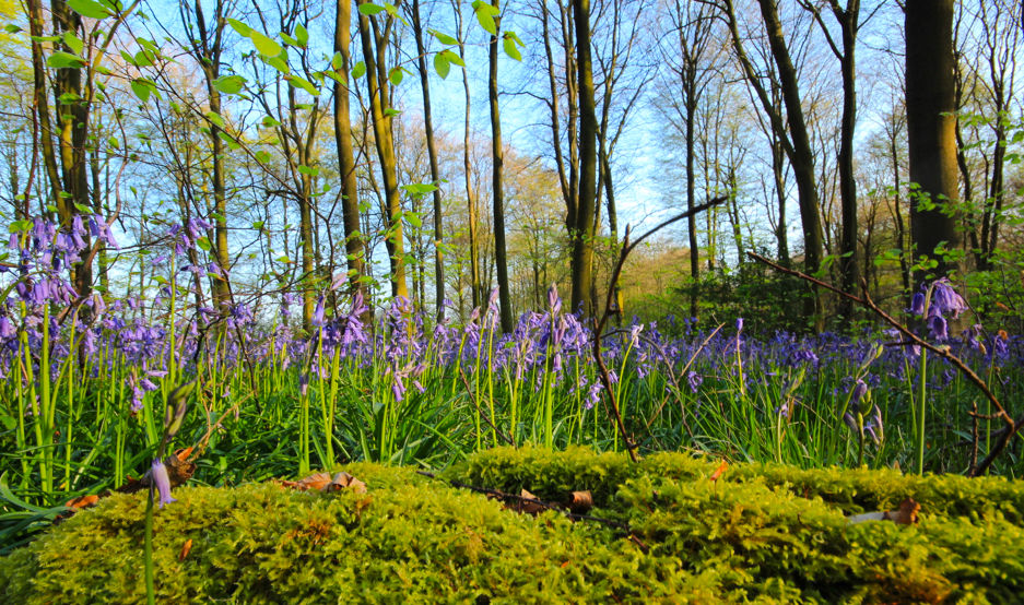 Hampshire Bluebells - Travel with Penelope & Parker