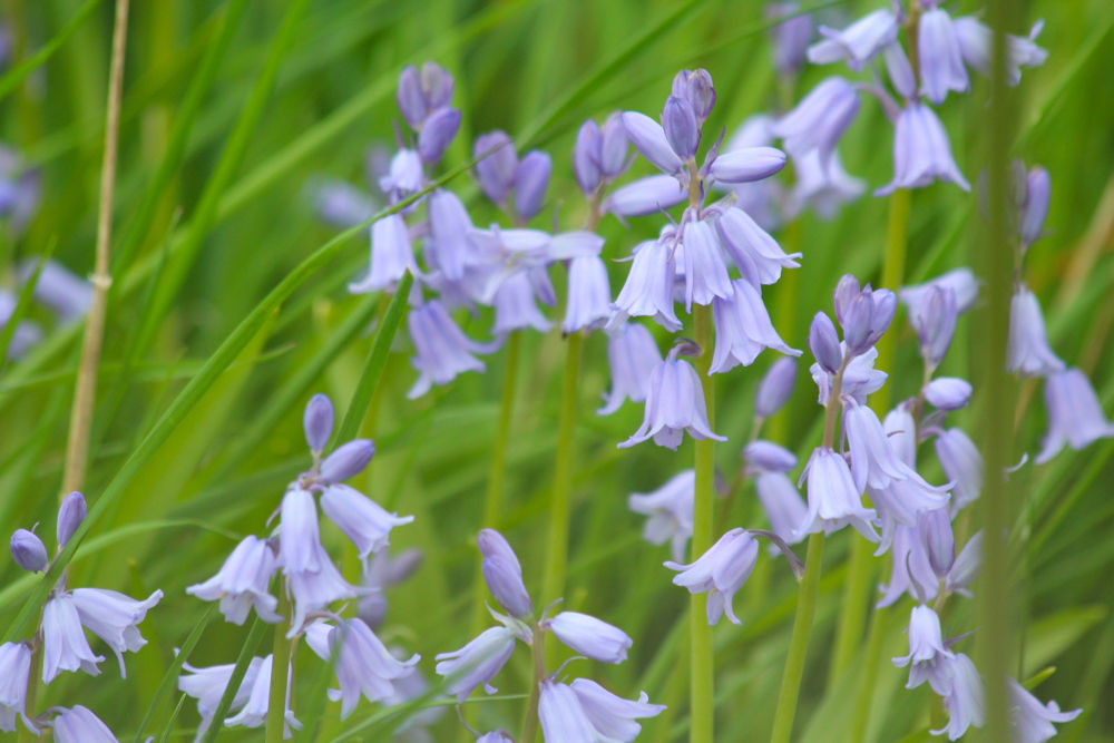 Hampshire Bluebells - Travel with Penelope & Parker