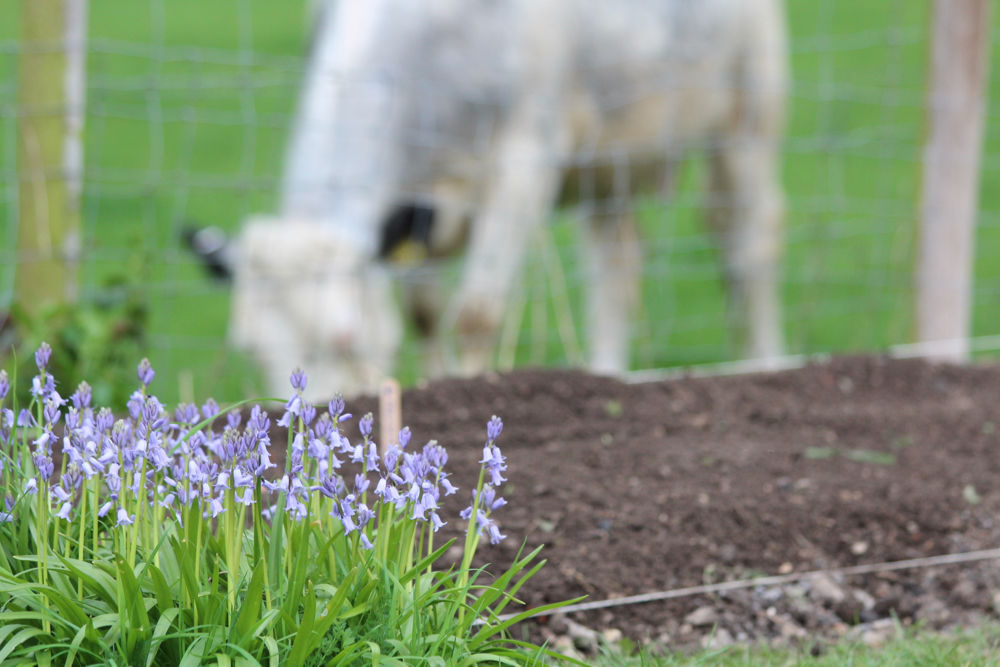 Hampshire Bluebells - Travel with Penelope & Parker