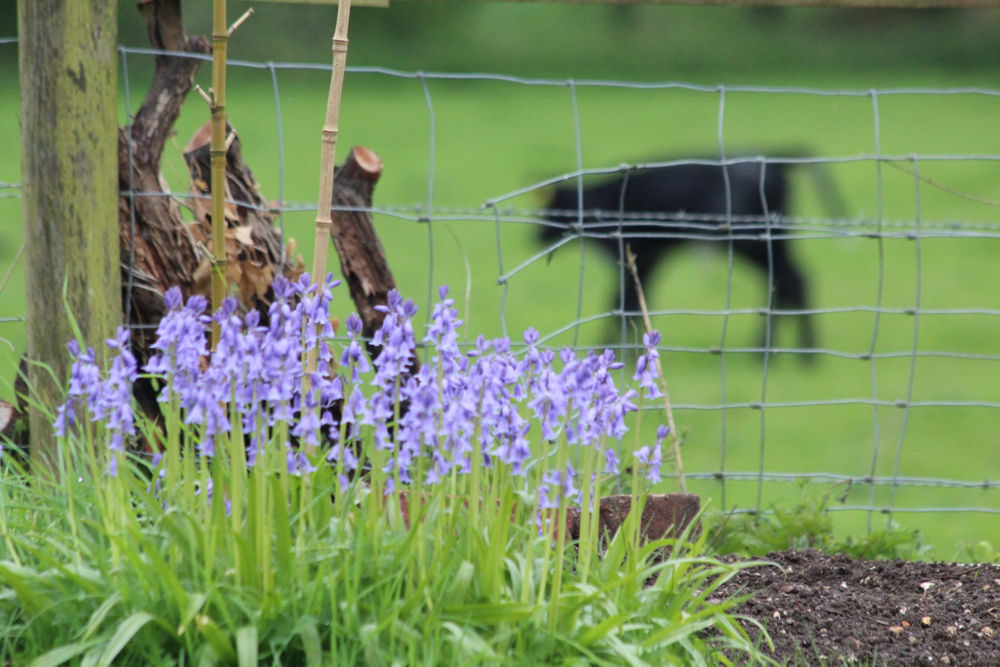 Hampshire Bluebells - Travel with Penelope & Parker