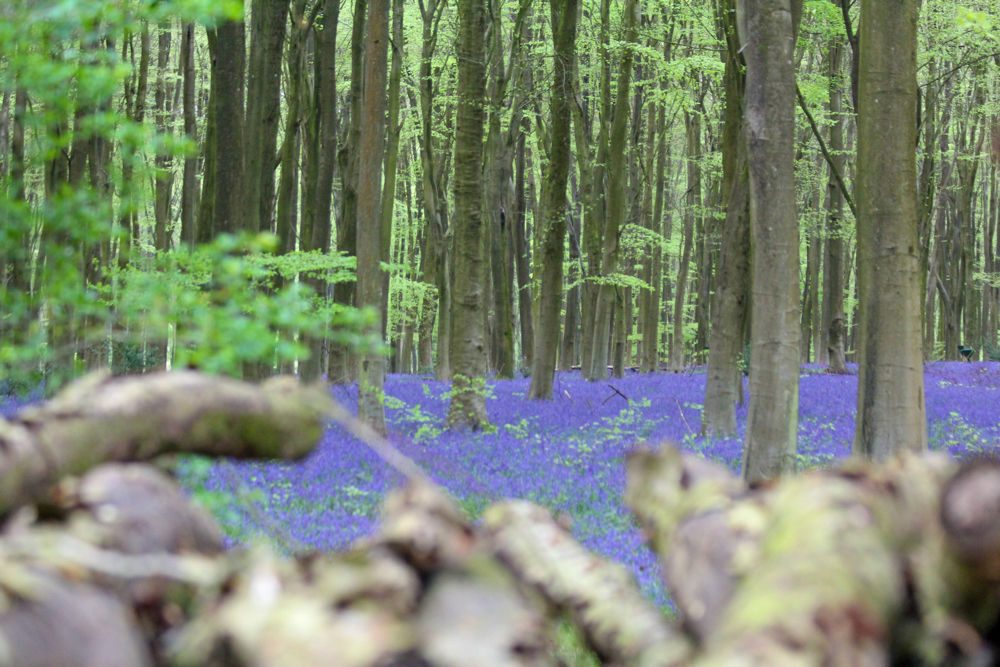 Hampshire Bluebells - Travel with Penelope & Parker