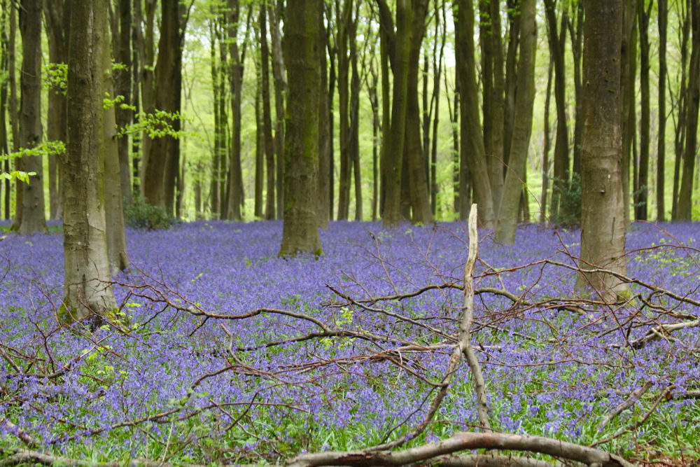 Hampshire Bluebells - Travel with Penelope & Parker