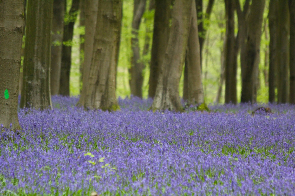 Hampshire Bluebells - Travel with Penelope & Parker