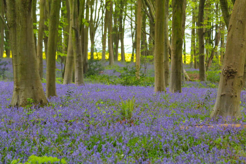 Hampshire Bluebells - Travel with Penelope & Parker