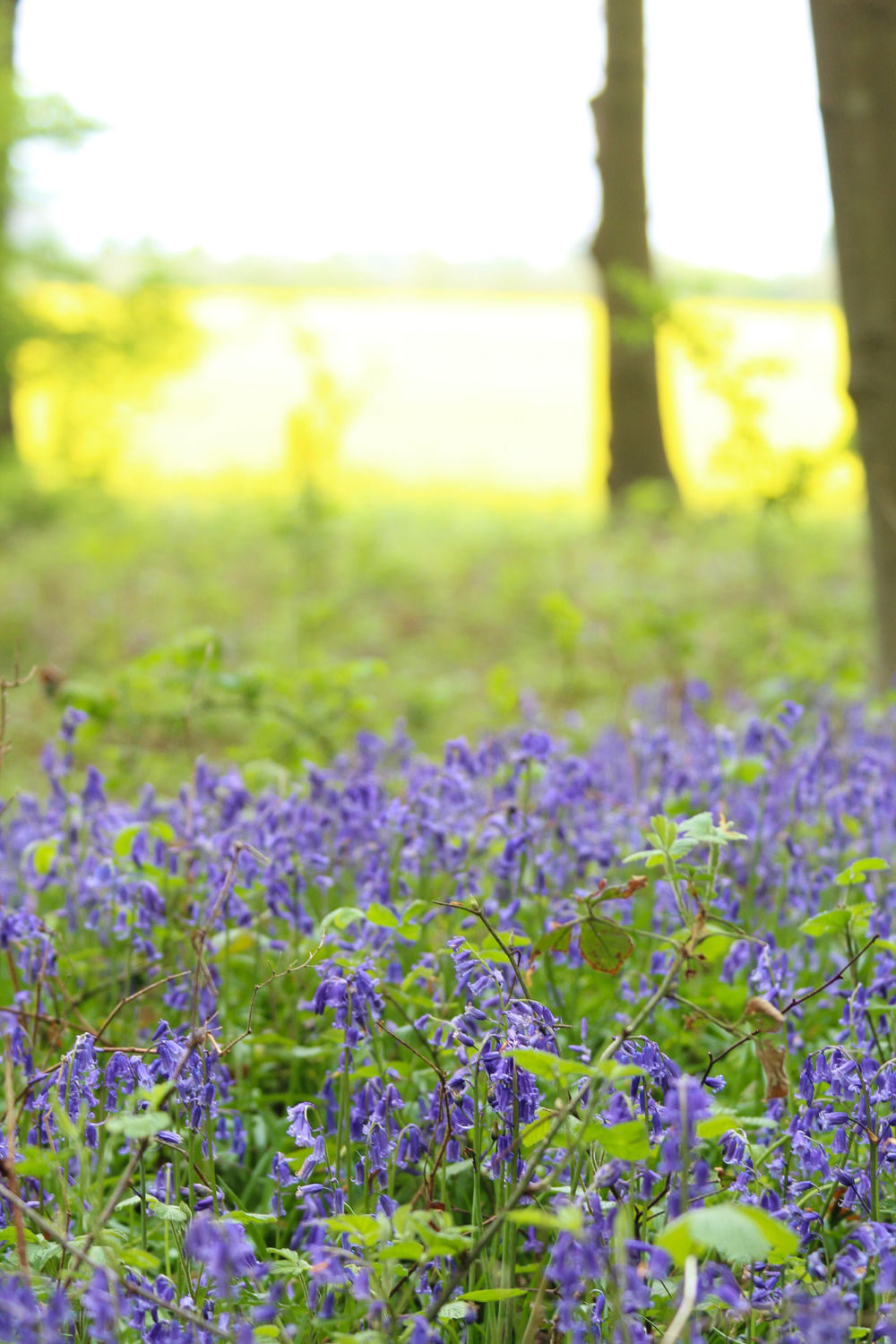 Hampshire Bluebells - Travel with Penelope & Parker