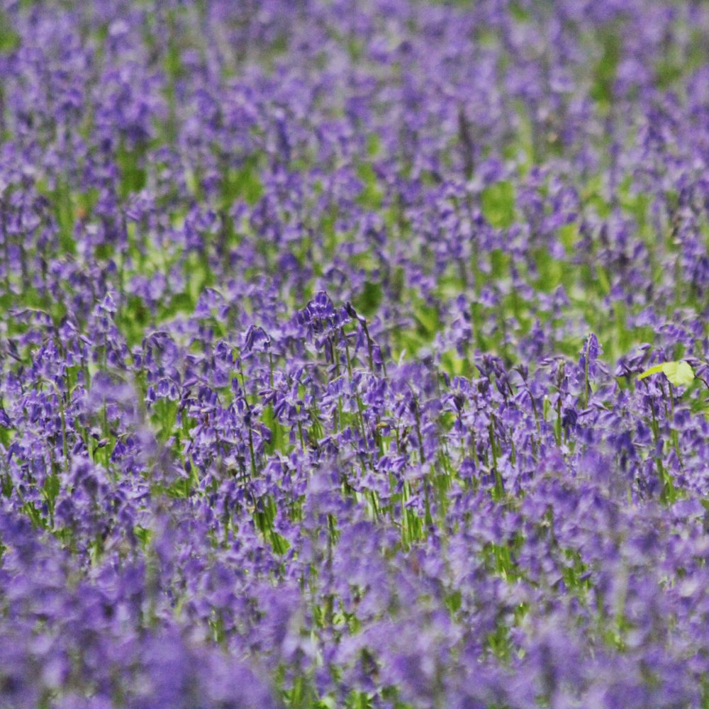 WALKING IN THE HAMPSHIRE BLUEBELLS