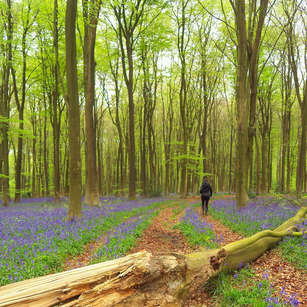 Hampshire Bluebells - Travel with Penelope & Parker