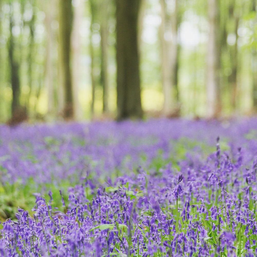 Hampshire Bluebells - Travel with Penelope & Parker