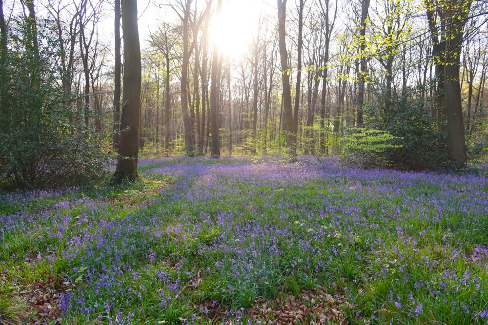 Hampshire Bluebells - Travel with Penelope & Parker