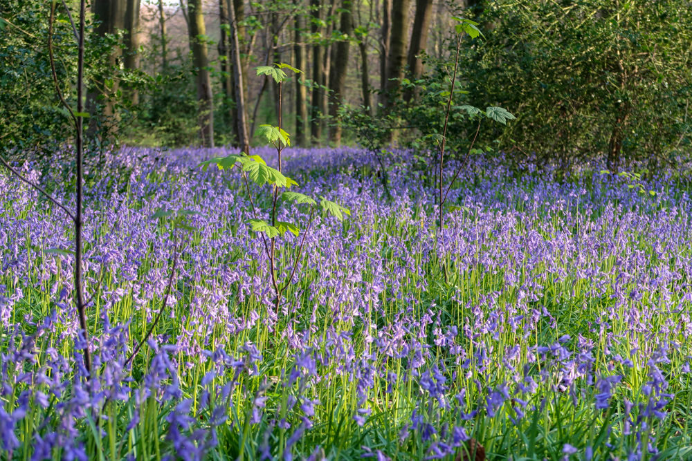 Hampshire Bluebells - Travel with Penelope & Parker