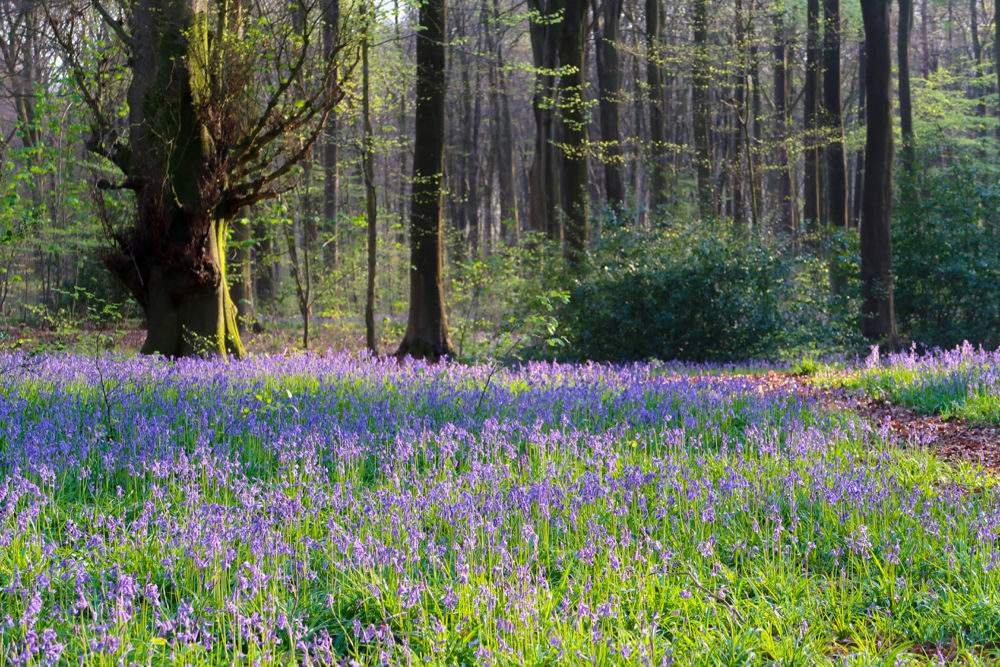 Hampshire Bluebells - Travel with Penelope & Parker