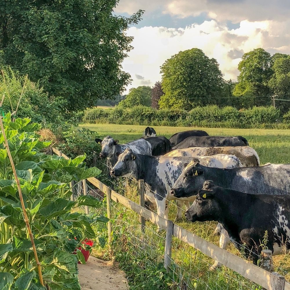 Penelope, Parker and Baby in the summer