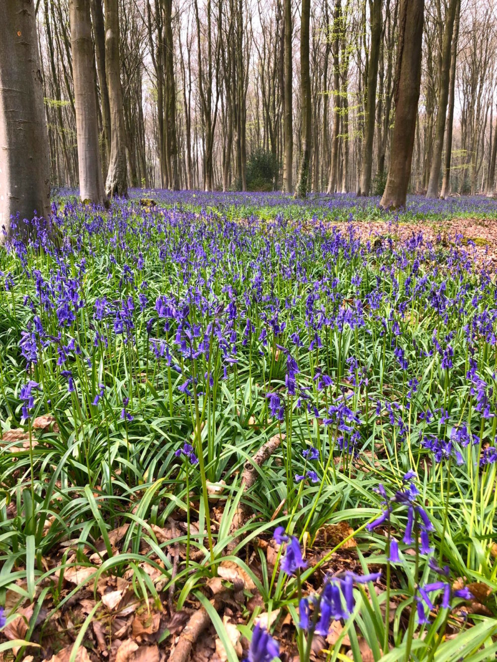 Another day, another bluebell and other Winchester wanderings