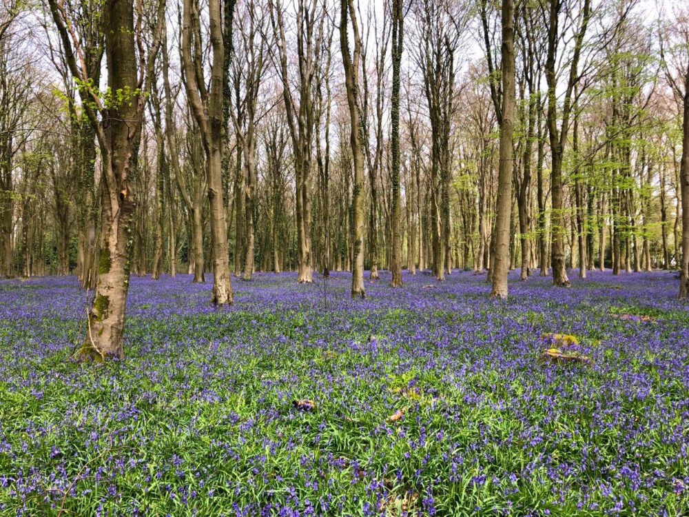 Another day, another bluebell and other Winchester wanderings