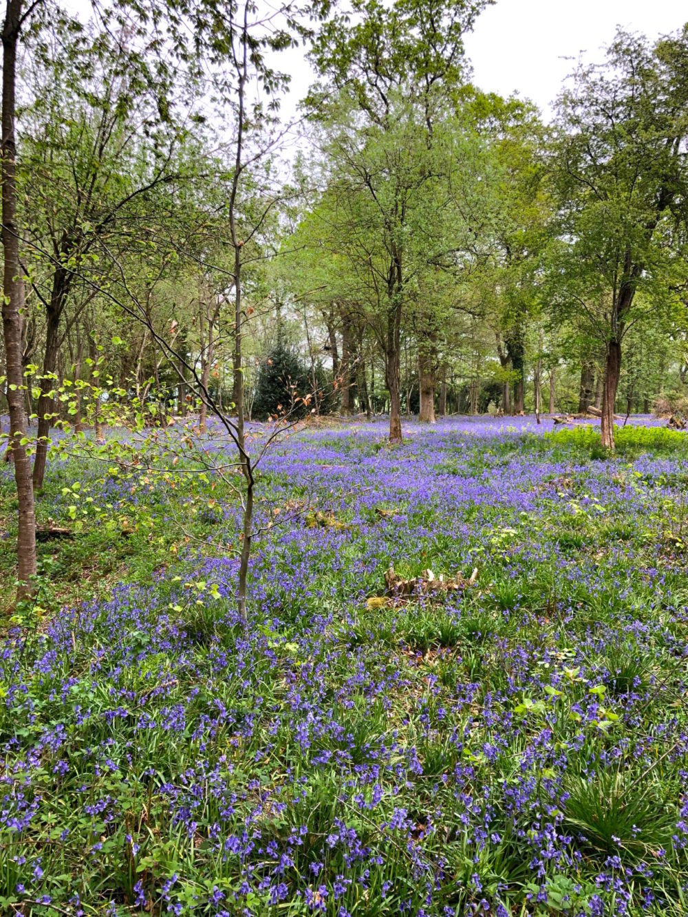 Another day, another bluebell and other Winchester wanderings