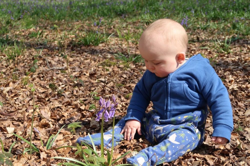 Another day, another bluebell and other Winchester wanderings