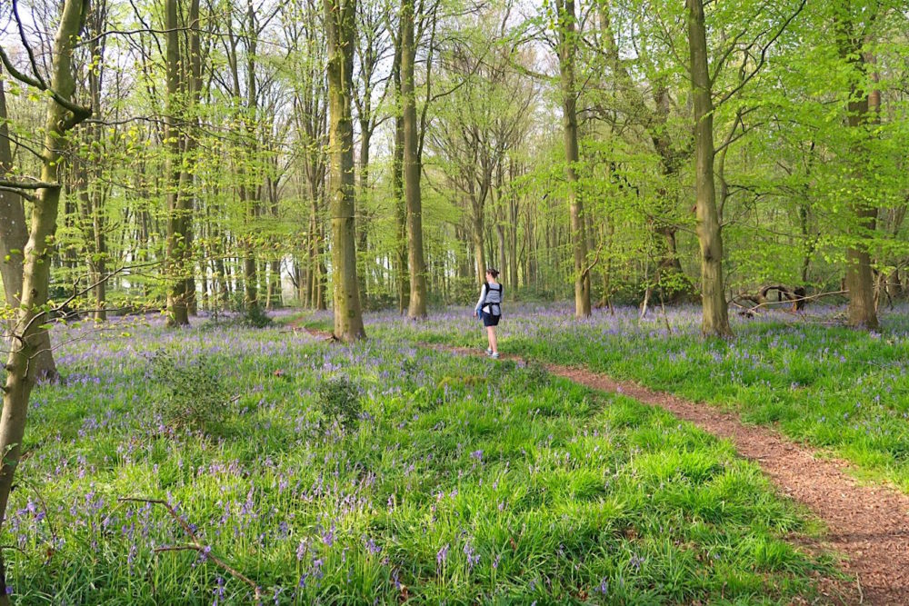 Another day, another bluebell and other Winchester wanderings