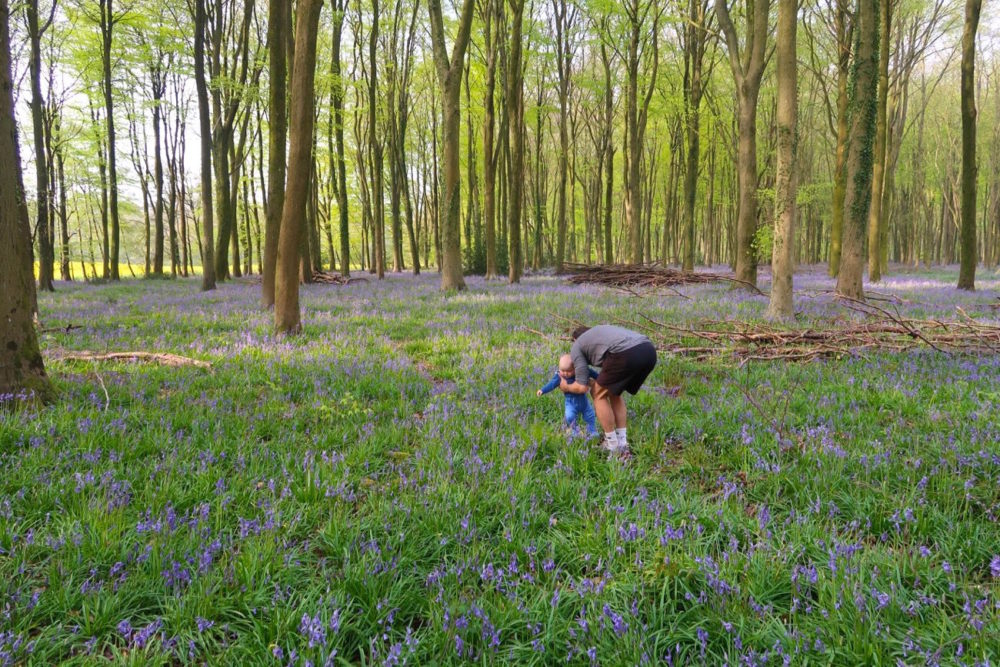 Another day, another bluebell and other Winchester wanderings