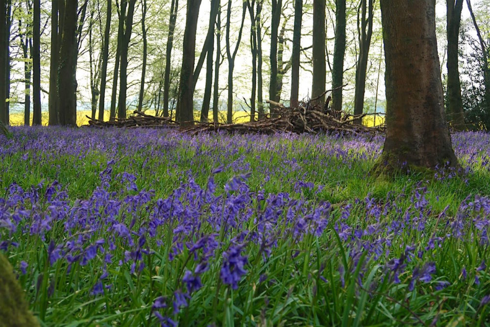 Another day, another bluebell and other Winchester wanderings