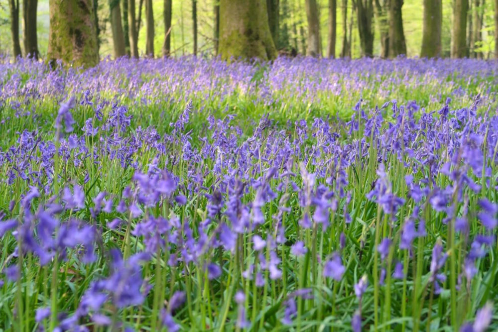 Another day, another bluebell and other Winchester wanderings