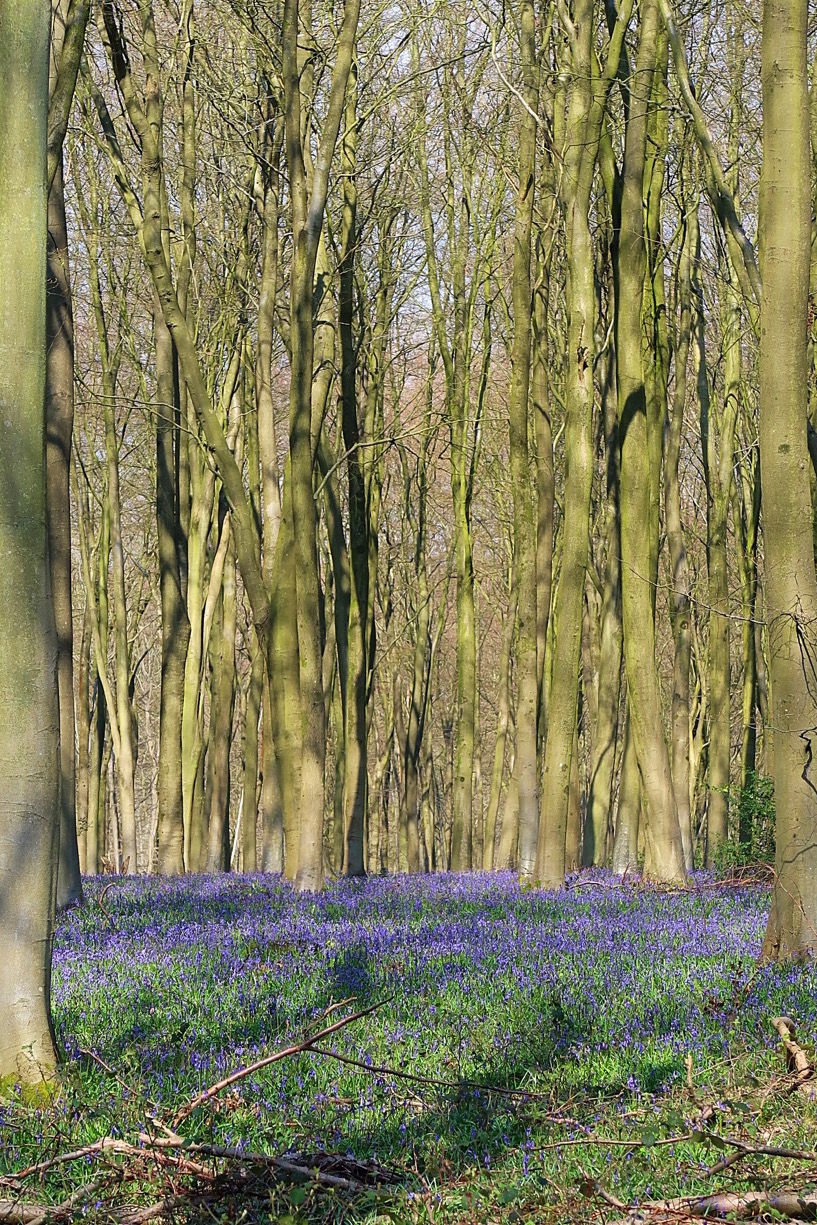 Another day, another bluebell and other Winchester wanderings