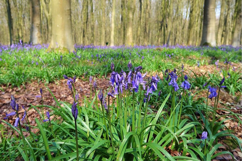 Another day, another bluebell and other Winchester wanderings