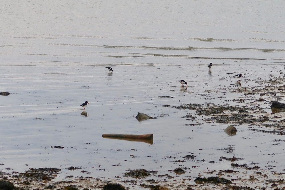 FAMILY DAY AT LEPE COUNTRY PARK