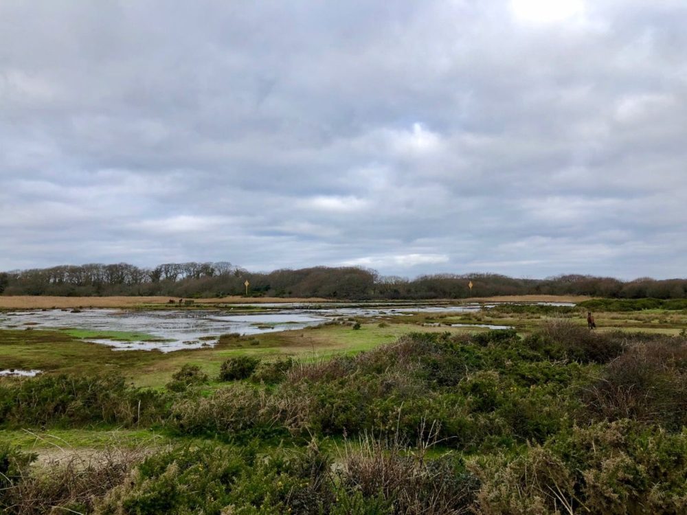 FAMILY DAY AT LEPE COUNTRY PARK