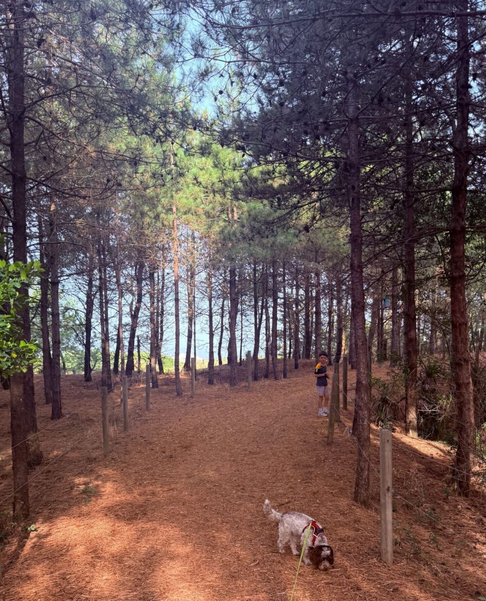 Saint-Brevins-les-Pins: A Hidden Gem on a French Atlantic Coast Road Trip